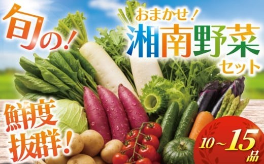 野菜 セット 旬 湘南野菜 おまかせ セット 10～15品 詰め合わせ 野菜セット やさい きゅうり トマト なす ねぎ さといも 小松菜 白菜 玉ねぎ とまと キュウリ ヤサイ yasai 旬の野菜