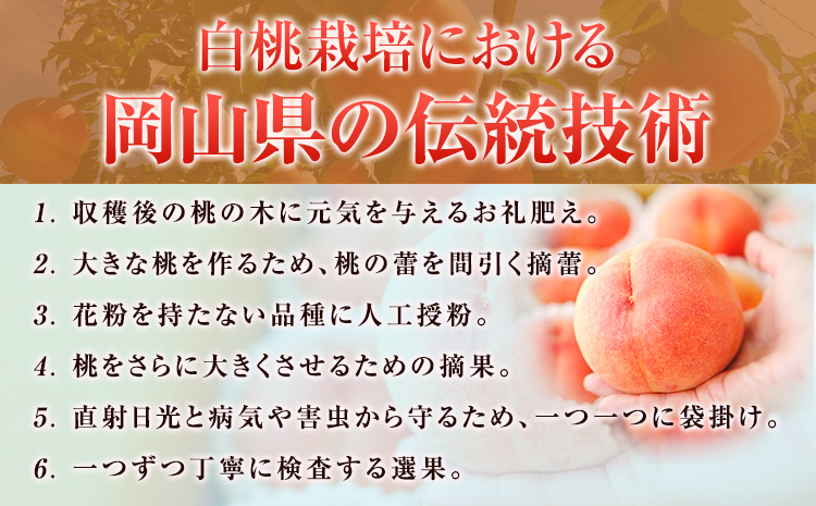 【令和8年度先行予約】贈答用 桃 内容量 2.4kg ハレノフルーツ （犬塚農園） 《2026年6月末-8月中旬頃出荷》岡山県 浅口市 フルーツ モモ 果物 青果 旬 おかやま夢白桃 白麗 白鳳 清水