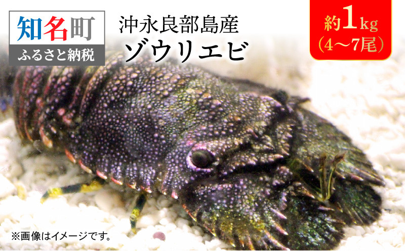 
沖永良部島産　ゾウリエビ　約1kg（4～7尾）
