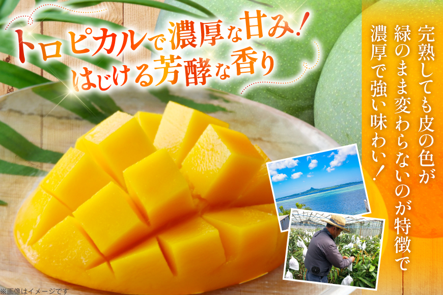 【期間限定発送】 家庭用 キーツ マンゴー 約 2kg (2〜3玉) [伊江村マンゴー部会 沖縄県 伊江村 ie47bde320000] キーツマンゴー 沖縄 フルーツ 果物 甘い 夏 濃厚 Mang
