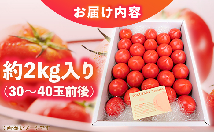濃厚!徳谷トマト約2.0kg 箱詰 生産者指定なし 厳選上級品 元木青果 ＜2025年1月下旬以降発送＞ 【グレイジア株式会社】 [ATAC323]