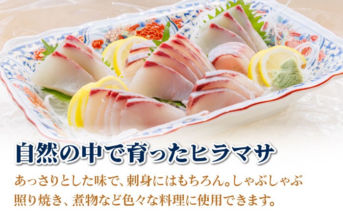 ヒラス（ヒラマサ）1本 4.0kg以上（血抜き、内臓処理済み）/ 養殖 刺身 鮮魚