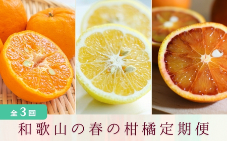 定期便全3回 【2月・3月・4月発送】 和歌山の春の柑橘 （ポンカン・はるか・ブラッドオレンジ）秀品【tec-tkb002】