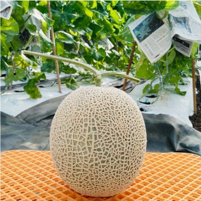 【2025年12月より順次発送】カツジファームのメロンLL2玉(専用箱入り)