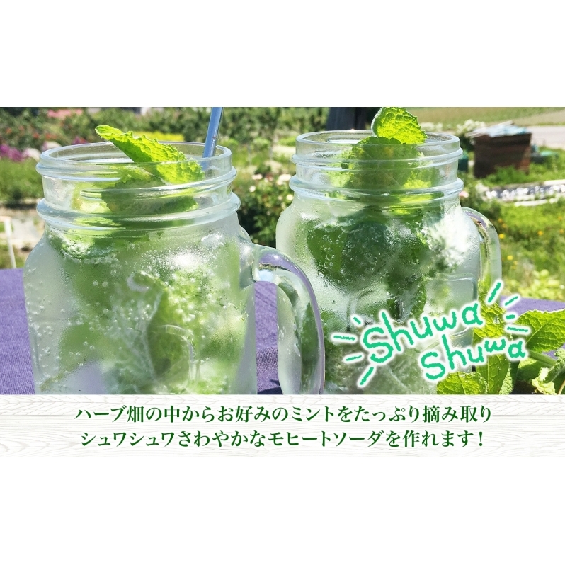 北海道 モヒート ソーダ 作り 体験 ハーブ ミント サイダー ノンアルコール ノンアル オリジナル  天然  リラックス 癒し リラクゼーション 健康 ハーバルランチ 送料無料 洞爺湖_イメージ2