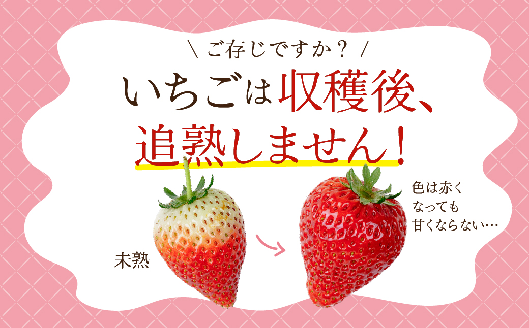 【先行受付：2月以降発送】いちご 鈴木ファームの完熟＆朝摘み とちおとめ レギュラーサイズ 約270g × 4パック 合計 約1080g | いちご イチゴ 苺 とちおとめ 完熟 果物 甘い あまい 