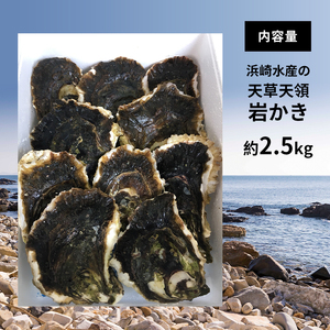 浜崎水産の天草天領岩かき 約2.5kg