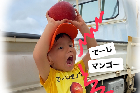 【2024年発送】沖縄糸満市産　でーじマンゴーのアップルマンゴー2kg(家庭用)