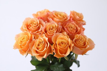 【総本数100本！】國枝バラ園から直送！Flower Bouquet（25本の花束×４ケース）オレンジ系　　薔薇 ばら バラ 花束 お祝い プレゼント 誕生日 ギフト 贈答 記念日 クニエダ株式会社 