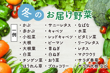 【先行予約】農家直送 冬野菜セット 1箱 7品目以上 《元気に育った新鮮野菜！》／ 季節 冬 野菜 ボックス BOX セット セレクト 農家 おまかせ 多品目 旬 詰め合わせ ※2024年12月上旬以