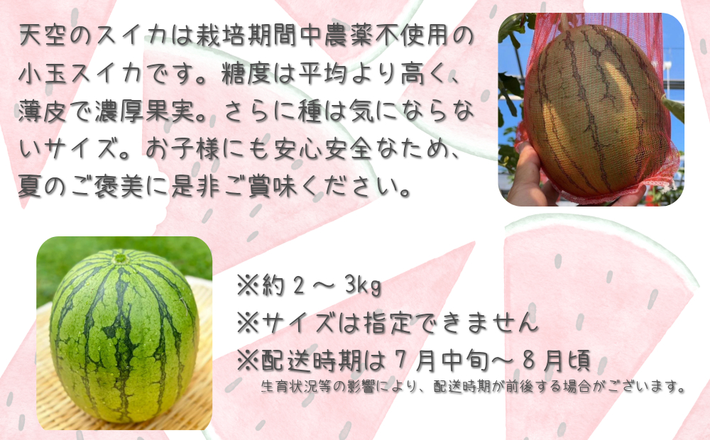 【予約受付中・7月中旬以降順次発送】 天空のスイカ 【数量限定】 すいか 西瓜 小玉スイカ 栽培期間中農薬不使用　鳴門　 甘い 小玉 果物  フルーツ ギフト 人気商品  敬老の日 　スイカ　スイカ　