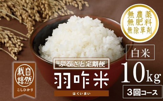 先行予約 定期便 新米 数量限定 令和7年産 新米 10kg × 3回 計 30kg 白米 コシヒカリ 羽咋米 自然栽培米 精米 農薬不使用 羽咋 米 能登 こしひかり こだわり 石川県産 環境 こめ コメ お米 2025年産 おこめ R7 ご飯 ごはん 送料無料 数量 限定 ギフト 新米 予約 ふるさと納税 能登 石川 羽咋 はくい