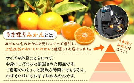 みかん うま採り 箱込約 1kg（内容量0.9kg） 光センサー選別 みかんの会厳選 サイズミックス 和歌山県産 産地直送 【みかんの会】［2025年11月中旬より2026年1月中旬頃順次出荷予定］