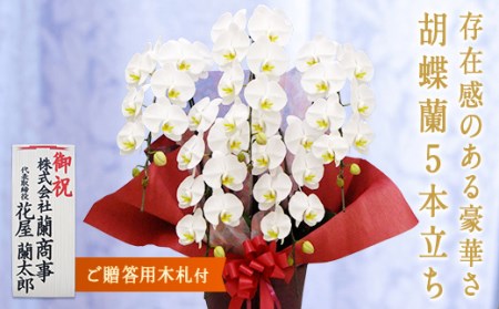 胡蝶蘭 白大輪 5本立ち【木札付】 還暦 お祝い 当選 就任　開業 新築　長生き　母の日　父の日 商売繁盛　記念　お歳暮　お中元 お花 贈り物 プレゼント ギフト こちょうらん F20E-428