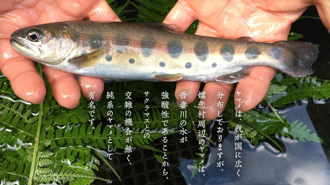 ヤマメ スモーク 4尾 セット 魚 魚介 山女魚 燻製 おつまみ 酒の肴 おかず 惣菜 19000円 [AW002tu]
