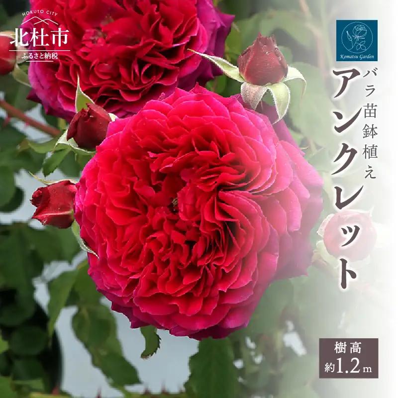 バラ苗鉢植え「アンクレット」 [h190]