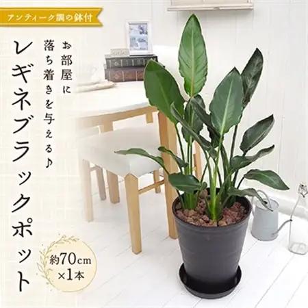 レギネブラックポット_花・観葉植物 観葉植物・苗木  _【配送不可地域：北海道・東北】【1145770】