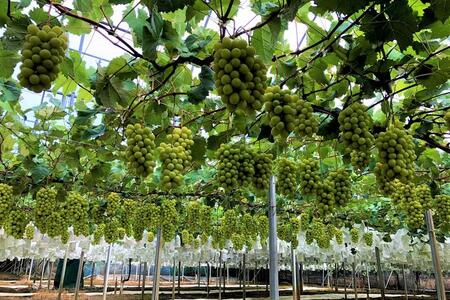 ★お届けは2024年8月から！★ 産地直送 シャインマスカット約２キロ入り // シャインマスカット 産地直送シャインマスカット