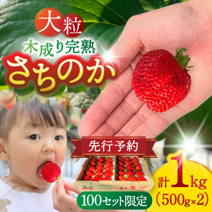 【ふるさと納税】【先行予約/2026年1月中旬より順次発送】 いちご さちのか 500g×2パック 計1kg 【配達不可：離島】 イチゴ フルーツ 果物 苺 愛西市 / 平野苺 [AEAY001]