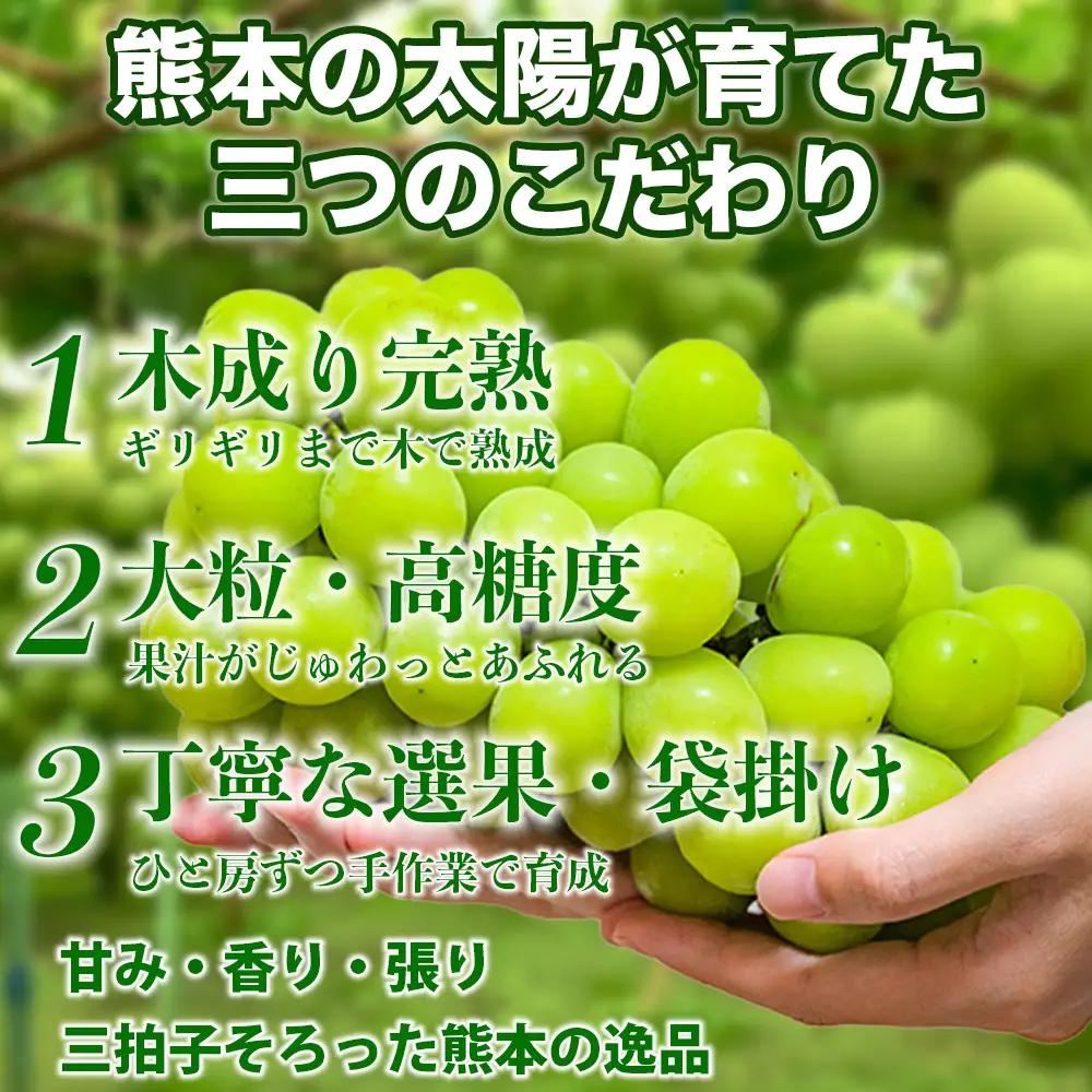 シャインマスカット 2房 約1㎏ 【2026年7月下旬～2026年9月下旬発送予定】