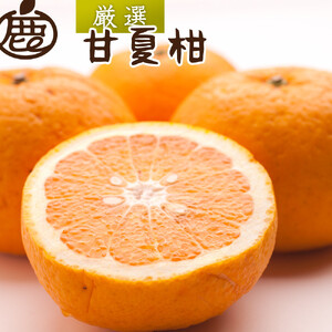 厳選 甘夏柑 2.5kg+250g（傷み補償分）【初夏のみかん・旬の果物】【有田産】【光センサー食べ頃出荷】 ［IKE279］
