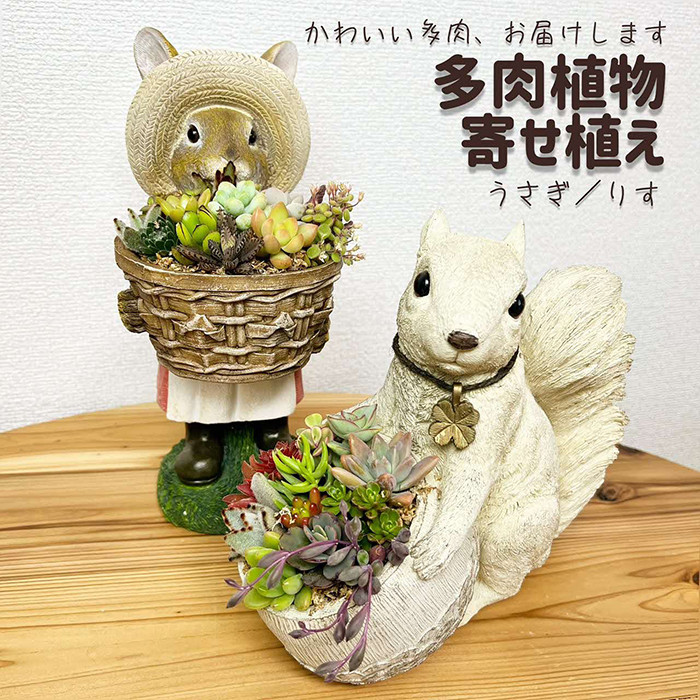 
            多肉植物の寄せ植え（りす）| 観葉植物 植物 グリーン 多肉 寄せ植え 室内 鉢植え ギフト 贈答 贈り物 プレゼント お祝い 直送 農家直送 茨城県 古河市 送料無料 _FC09
          