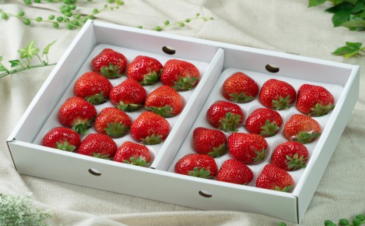 【2025年12月より順次発送】福岡産あまおうギフト箱 約600g（24～30粒）【南国フルーツ株式会社】_HA1905