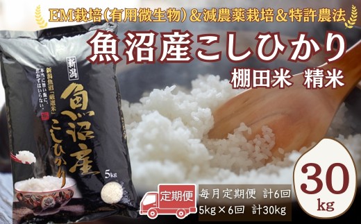 【6か月定期便 コシヒカリ】令和8年産 新米 魚沼産コシヒカリ 棚田米 精米 合計30kg（5kg×毎月お届け全6回）農薬・化学肥料低減 佐藤農場 | 魚沼産こしひかり 魚沼コシヒカリ 新潟県産コシヒカリ 新潟産コシヒカリ こしひかり 棚田米 お米 米 白米 精米 コメ 5キロ 定期便 にいがた おぢや 新潟県 小千谷市 【0018-SN04DB】
