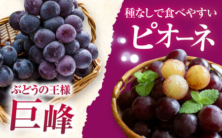 【2026年8月中旬より順次発送予定】シャインマスカット2房・ぶどう1房 約1.5kg /シャインマスカット しゃいんますかっと マスカット ますかっと ブドウ ぶどう 葡萄 フルーツ ふるーつ 果物