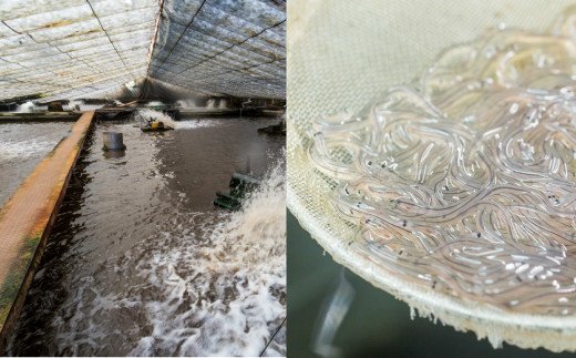 田野町産うなぎの白焼き(大）5本　タレ付き 山椒付き うなぎ 鰻 ウナギ 白焼 無頭 おいしい 国産 個包装 お取り寄せ 冷凍 配送