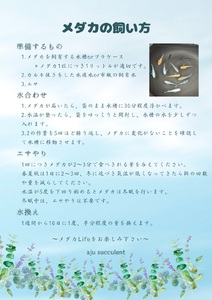 メダカ 夜桜（ヨザクラ） ５匹 （２ペア＋１匹） 死着保証 ／ aju succulent 観賞魚 淡水魚 魚 ペット 生き物 奈良県 葛城市