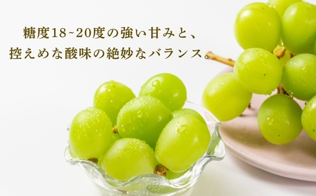 【2026年先行予約】朝採り シャインマスカット 約900g 2房 | シャインマスカット 千曲市 長野県産 信州