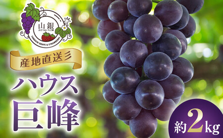 ぶどう 産地直送ハウス 巨峰 約2kg ぶどう