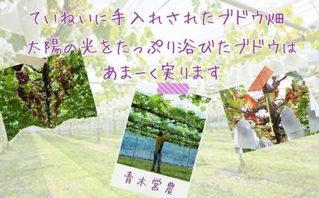 Y5　特選　ぶどう の詰合せ　約6㎏ 【 ブドウ 葡萄 詰め合わせ セット 贈答 藤稔 紫玉 ピオーネ シャインマスカット ギフト 自宅用 】