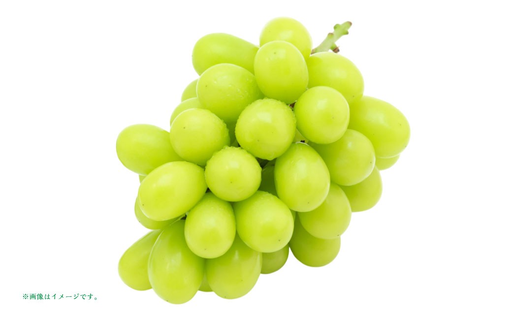 シャインマスカット（秀） 2～3房