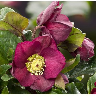 ふるさと納税 藤枝市 クリスマスローズ鉢植え 氷の薔薇ベノッタ4.5号　