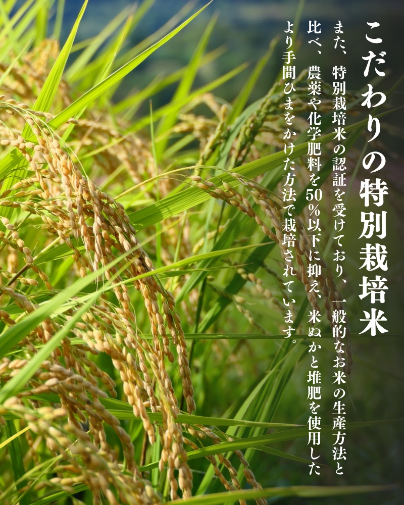 【令和6年産新米】平泉町産 特別栽培米ひとめぼれ 10kg（5kg×2） 農薬50%削減 体に優しい 棚田のお米 【米 お米 ひとめぼれ 平泉 米 白米 こめ 岩手 東北 日本農業遺産】 【mih40