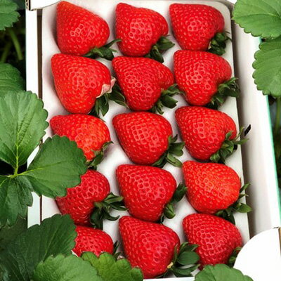 【ふるさと納税】いちご「あまりん」1ホール（12～15粒） | いちご イチゴ 苺 あまりん 埼玉限定品種 小松沢レジャー農園 埼玉県 横瀬町