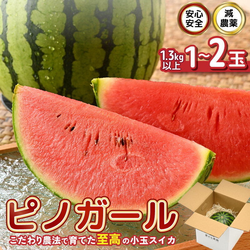 【ふるさと納税】【先行予約】 安心安全！減農薬！こだわり農法で育てた至高のピノガール (小玉スイカ) 【選べる内容量：1玉 / 2玉】 1玉あたり：1.3kg以上 【2026年7月中旬以降順次発送予定】 【スイカ 西瓜 すいか デザート 果物 くだもの ジューシー 産地直送 国産】