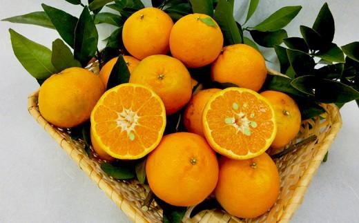 【早期予約】 訳あり ぽんかん 家庭用 5kg | サイズ 混合 みかん 蜜柑 柑橘 高知県 須崎市 ME025