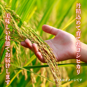利根町産　コシヒカリ　精米　5kg ／ 米 こめ コメ お米 おこめ コシヒカリ こしひかり 令和7年産 新米 精米 白米 ごはん ご飯 5kg 茨城県 利根町 産地直送 送料無料