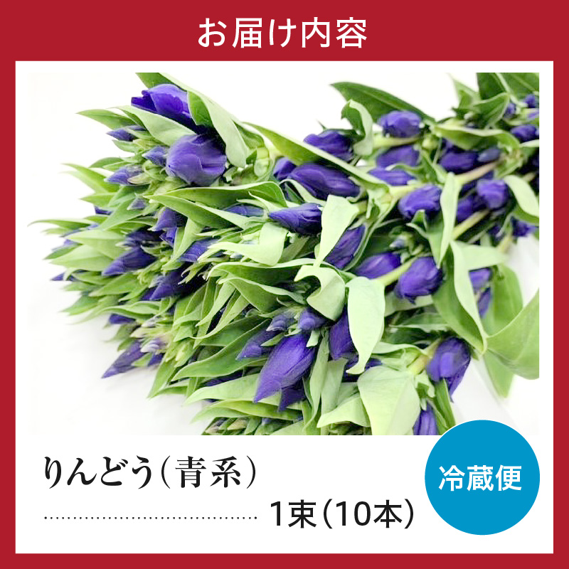 【先行予約】 りんどう 青系 1束 10本入り 花 生花 切花 2026年8月上旬～9月中旬 お届け予定 山形県 米沢市