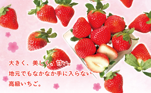 【 早期受付 数量限定 】 苺 の貴婦人 おおきみ 化粧箱 2箱 贈答 ギフト フルーツ 果物 いちご ストロベリー 高級 人気 大粒 プレミアム 限定品 高知県 高知 四万十市 四万十 しまんと お