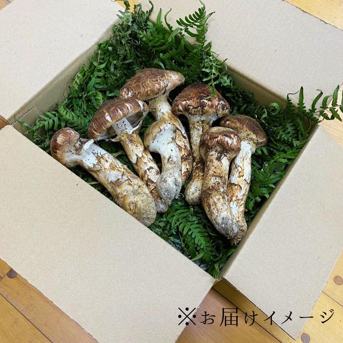 G-3　信州産「松茸」400g ご家庭用 訳あり品 ※2024年発送　なくなり次第終了※