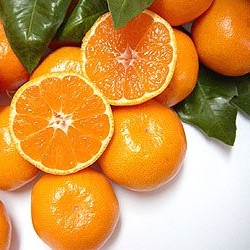 【ふるさと納税】 みかん 熟成 温州みかん 約4.5kg 自然塾 みかん ミカン 温州みかん フルーツ 果物 くだもの 柑橘 甘い 濃厚 産地直送 数量限定 人気 国産 三重県 熊野市