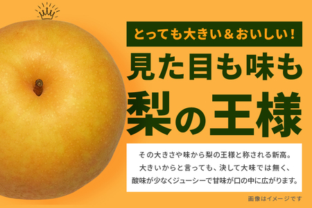 訳あり 柴沼梨園の梨（ 新高 ） 梨 5kg 大玉 6～14個入り 訳アリ 不揃い ナシ なし 国産 茨城 新高梨 秋 旬 フルーツ 果物 先行予約 【9月下旬～10月上旬発送】 秋の味覚 旬の果物 