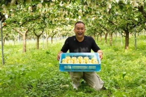 【先行予約】樹上完熟 二十世紀梨 5kg(10~18個)(2026年8月下旬~発送) BF00002