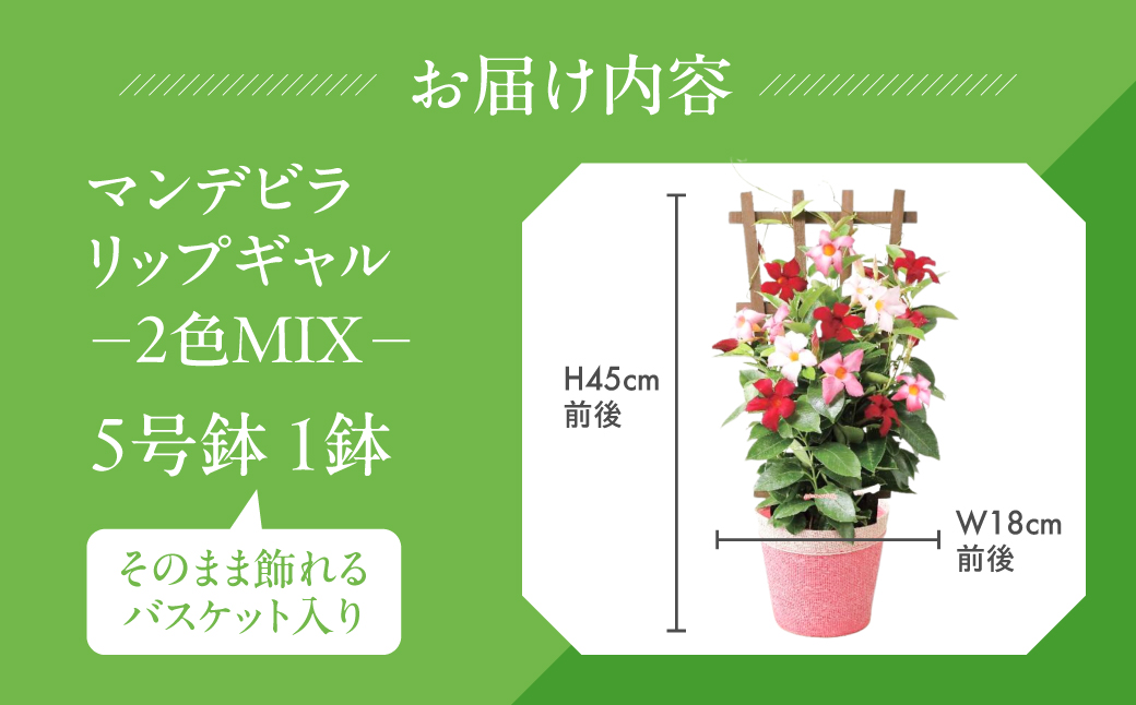《母の日までにお届け》マンデビラ リオ 3色MIX フェンス仕立て 花 花 鉢植え 鉢 鉢花 花 観葉植物 植物 5号鉢 人気 おしゃれ かわいい 母の日 プレゼント 贈り物 贈答 ギフト 冬 フラワ
