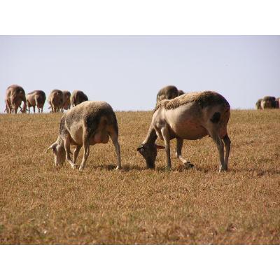 ふるさと納税 宇治市 ラ・クーンウール　サイドメッシュ敷きふとん(シングル) |  | 03