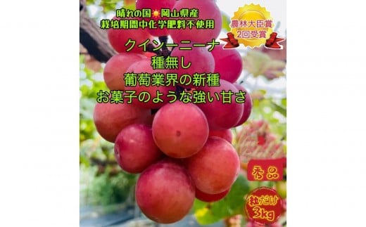 ぶどう 2026年 クイーンニーナ 秀品 粒だけ 約3kg  家庭用 ギフト 贈答用 贈り物 岡山 果物 フルーツ  採りたて発送 農家直送 数量限定 新鮮 8月上旬から発送